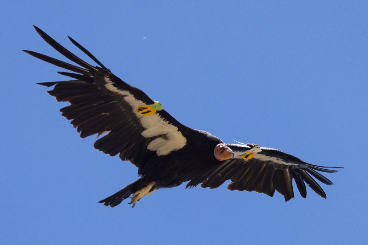 California Condor - ML620020892