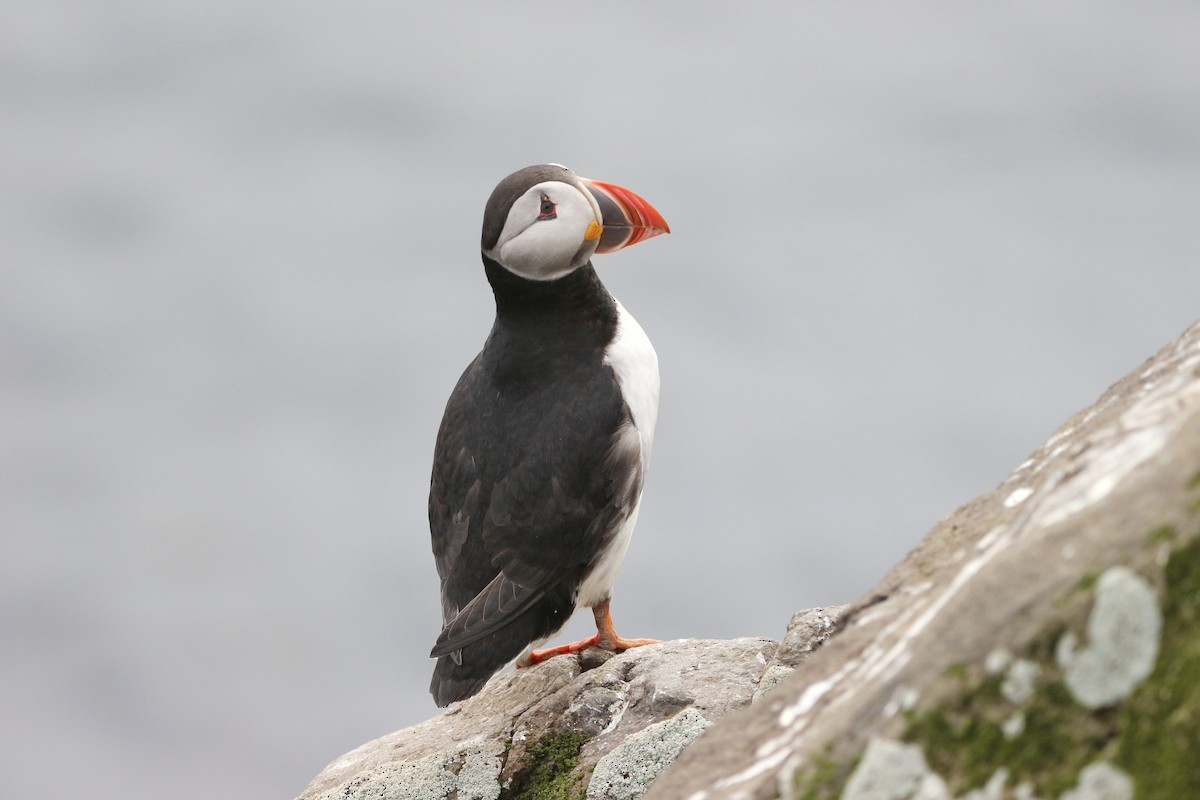 Atlantic Puffin - ML620020897