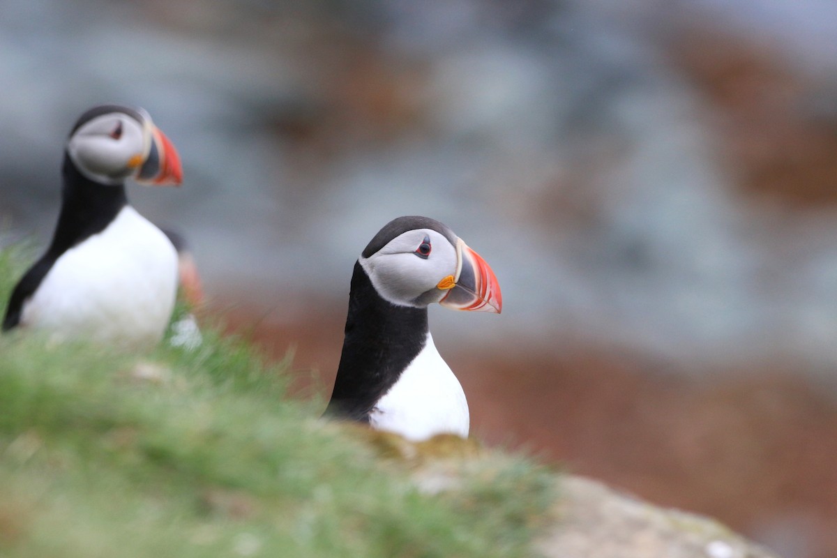 Atlantic Puffin - ML620020898