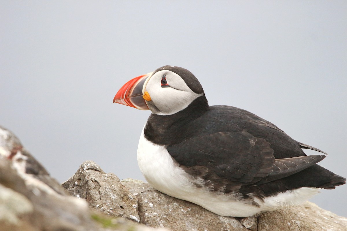 Atlantic Puffin - ML620020900