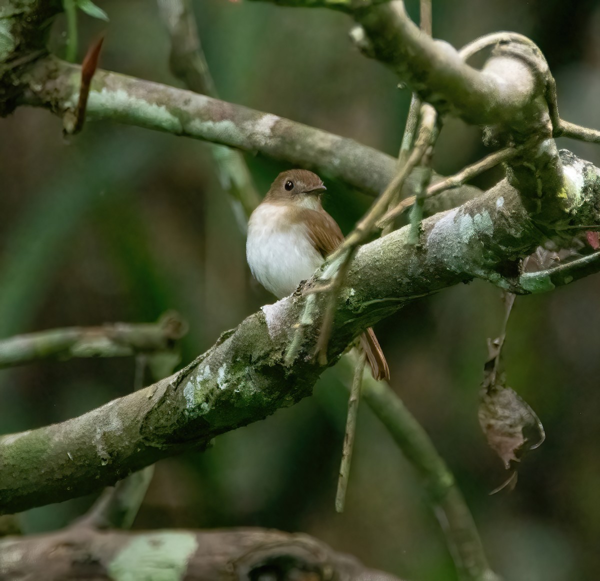 Chestnut-tailed Jungle Flycatcher - ML620020913