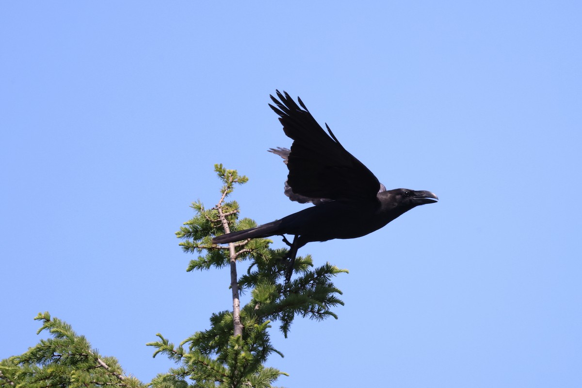 Large-billed Crow - ML620020916