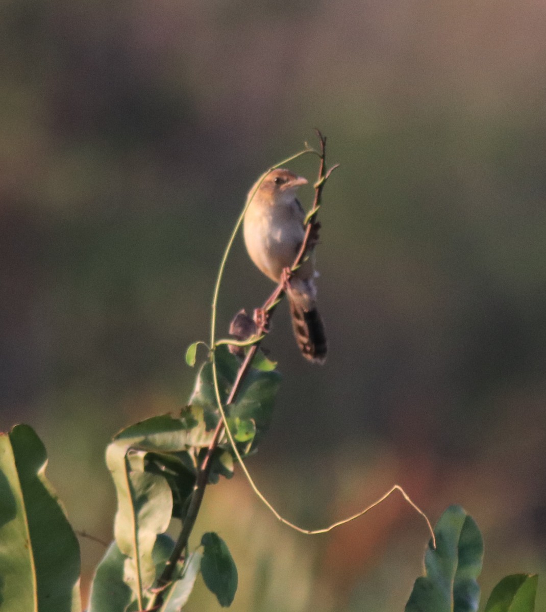 Bristled Grassbird - ML620020934