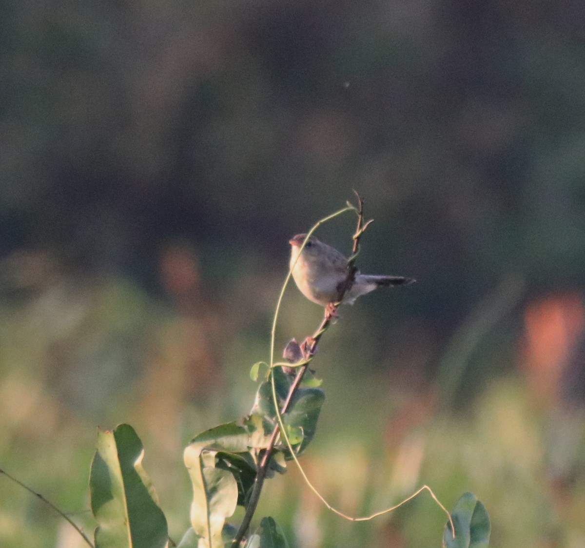 Bristled Grassbird - ML620020935