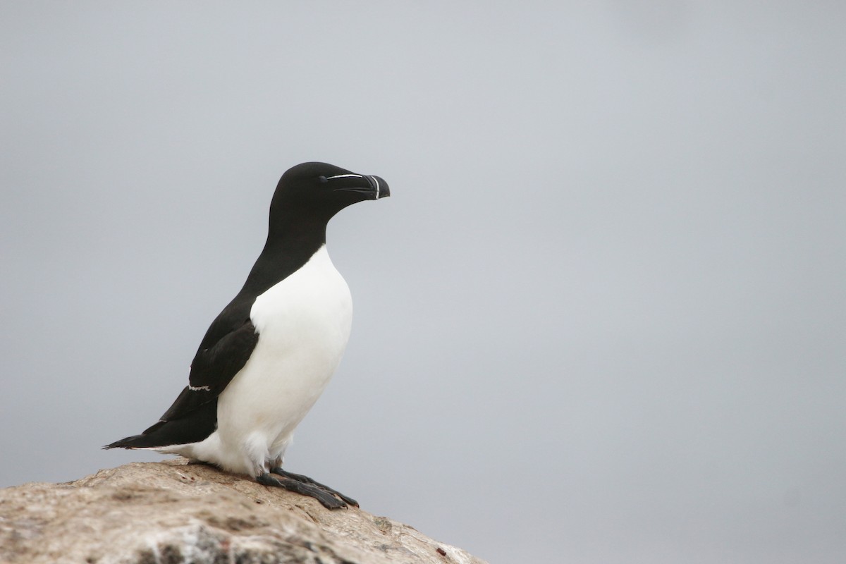 Razorbill - Matteo Brambilla