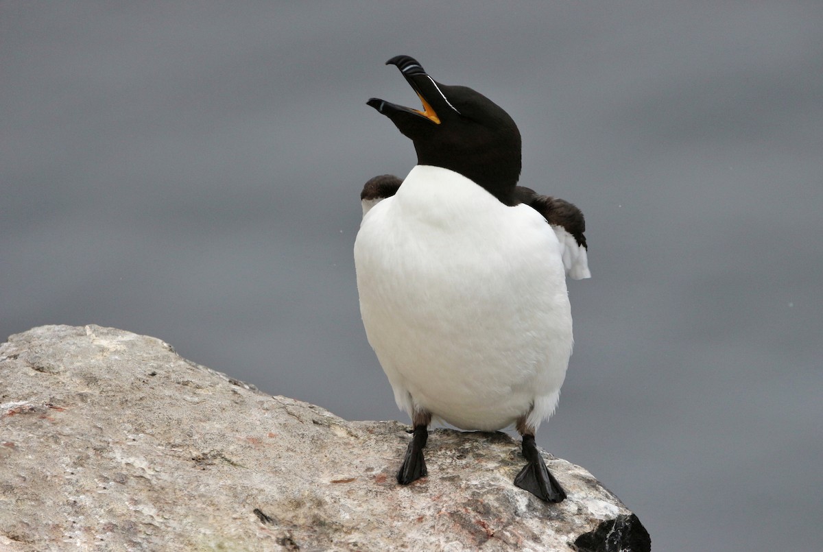 Razorbill - ML620020941