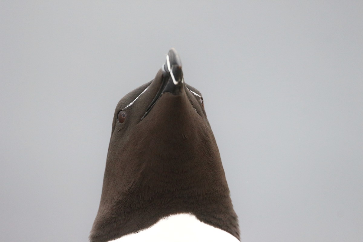 Razorbill - ML620020942