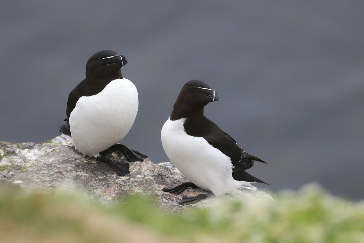 Razorbill - ML620020944