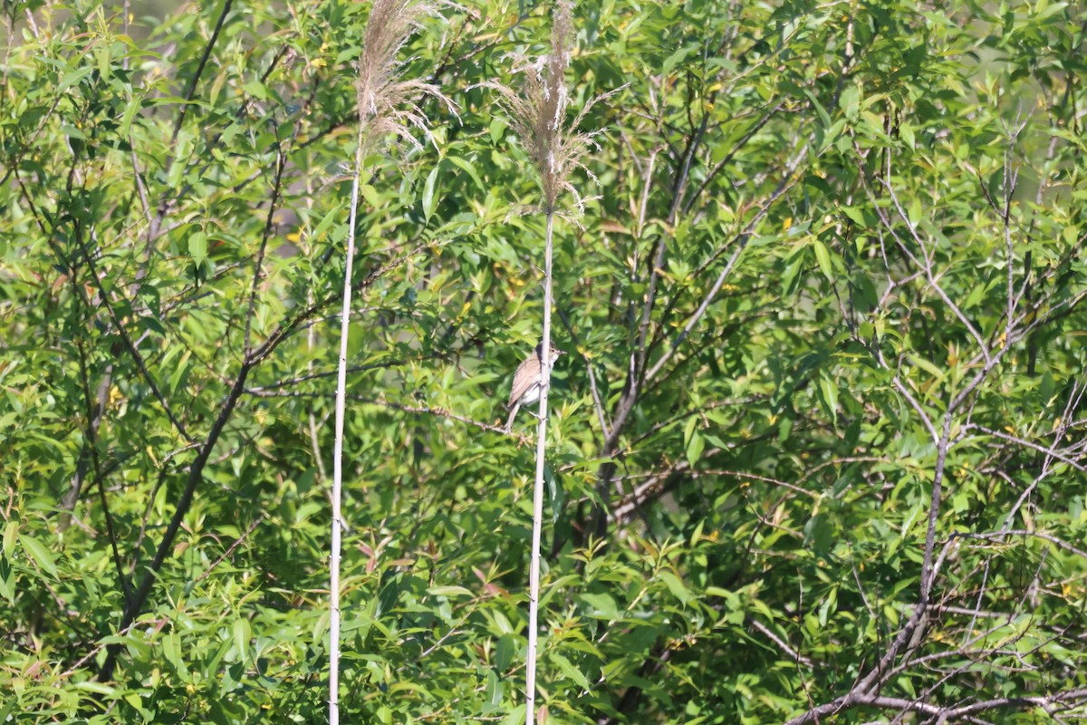 Oriental Reed Warbler - ML620020946