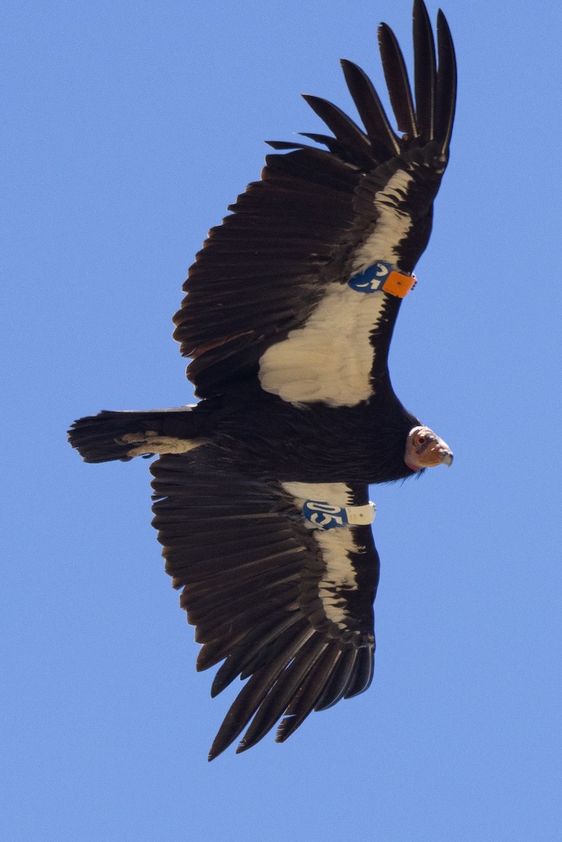 Condor de Californie - ML620020947