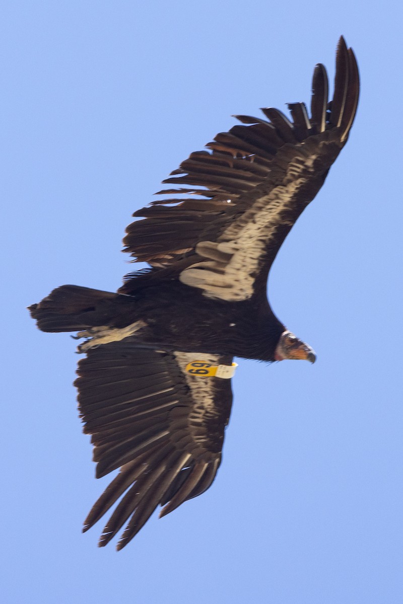 California Condor - ML620020948