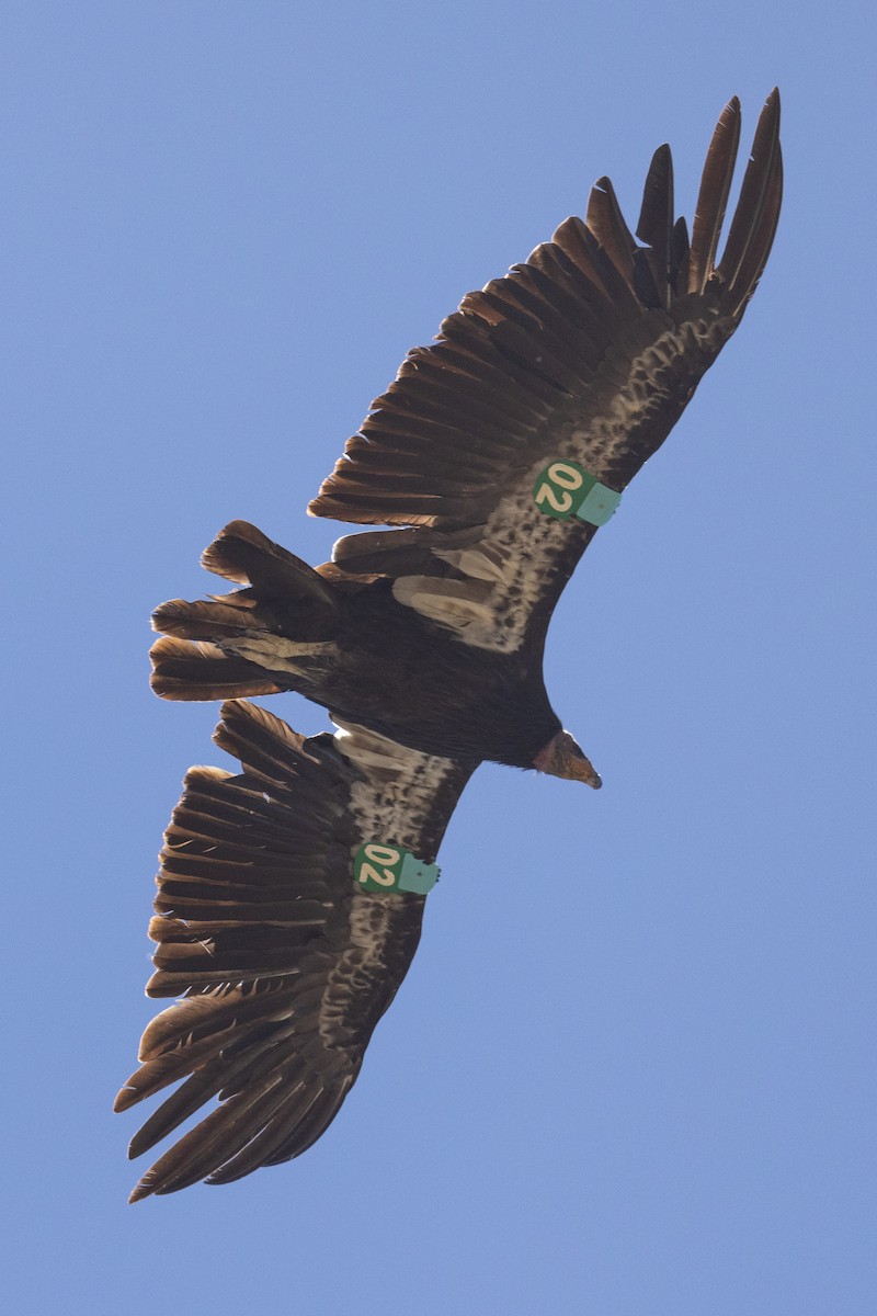 Condor de Californie - ML620020949