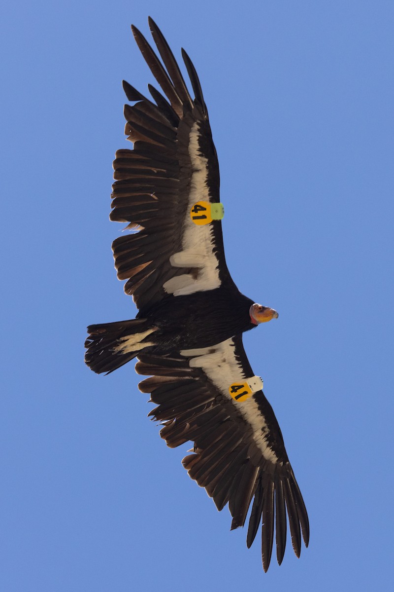 Condor de Californie - ML620020950