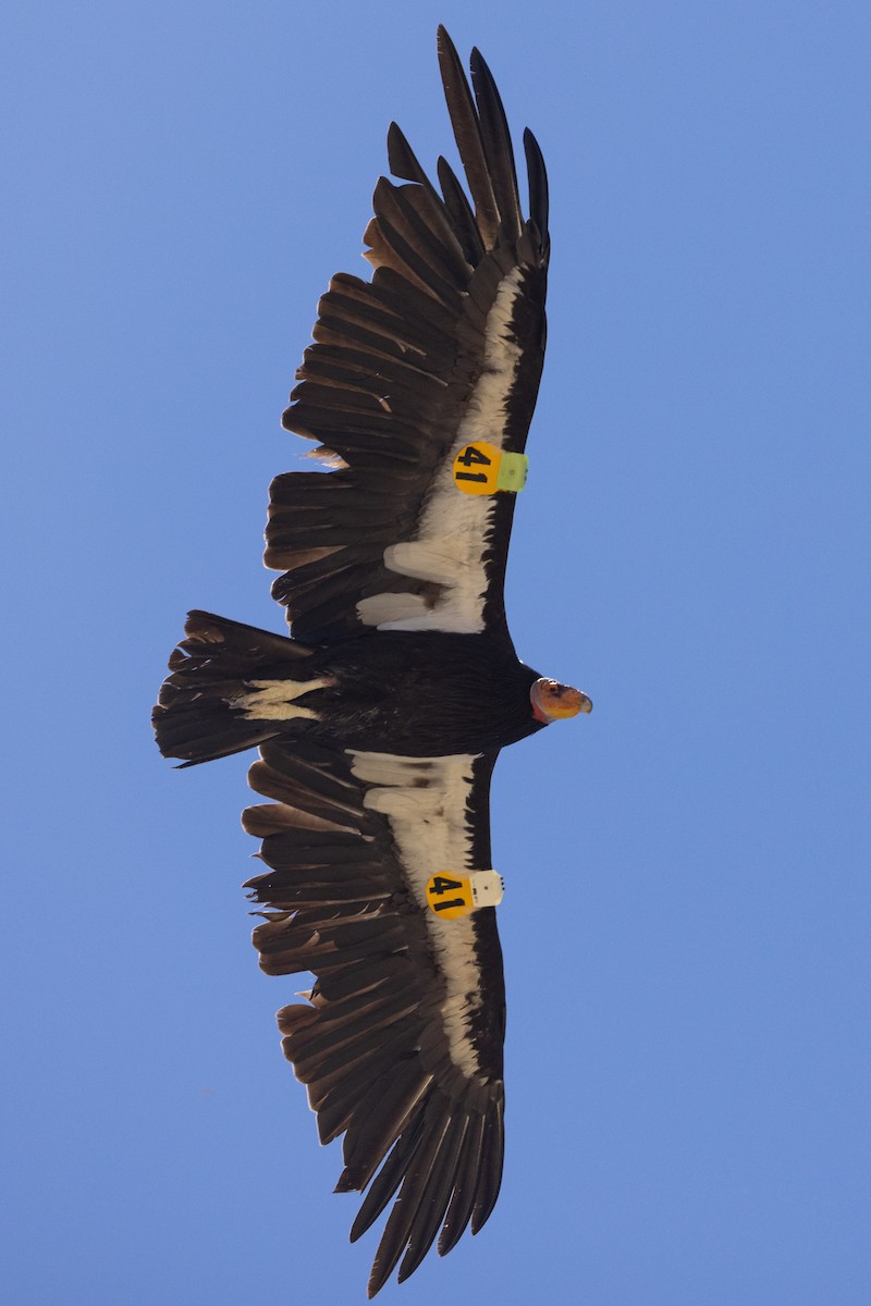 Condor de Californie - ML620020951