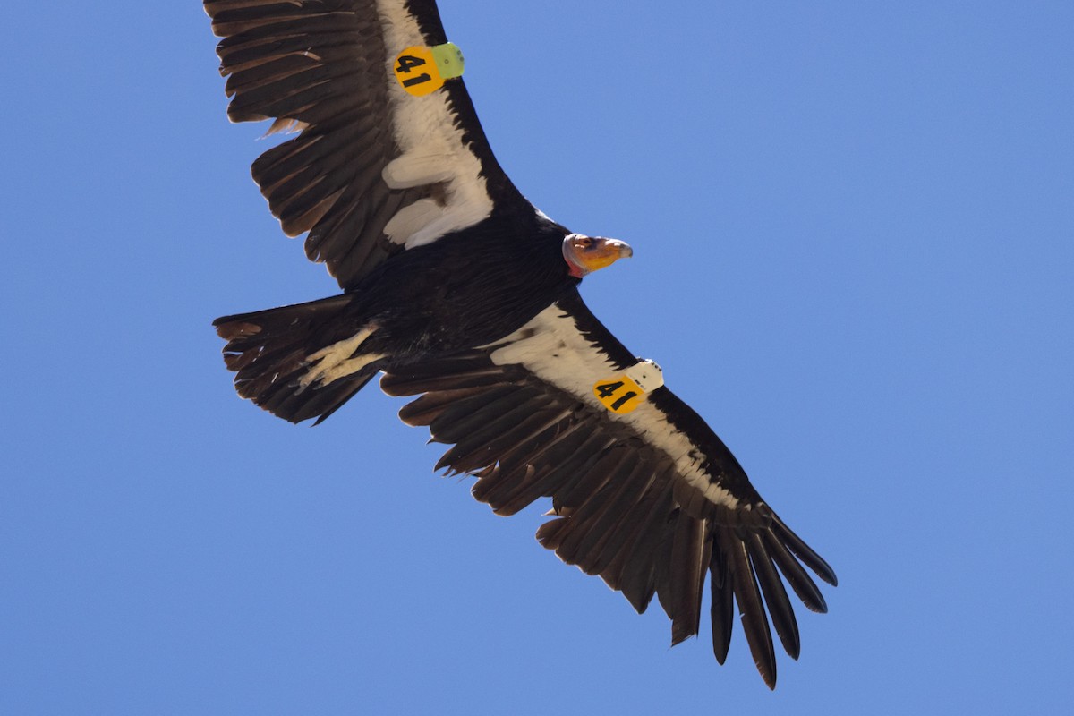 Condor de Californie - ML620020952