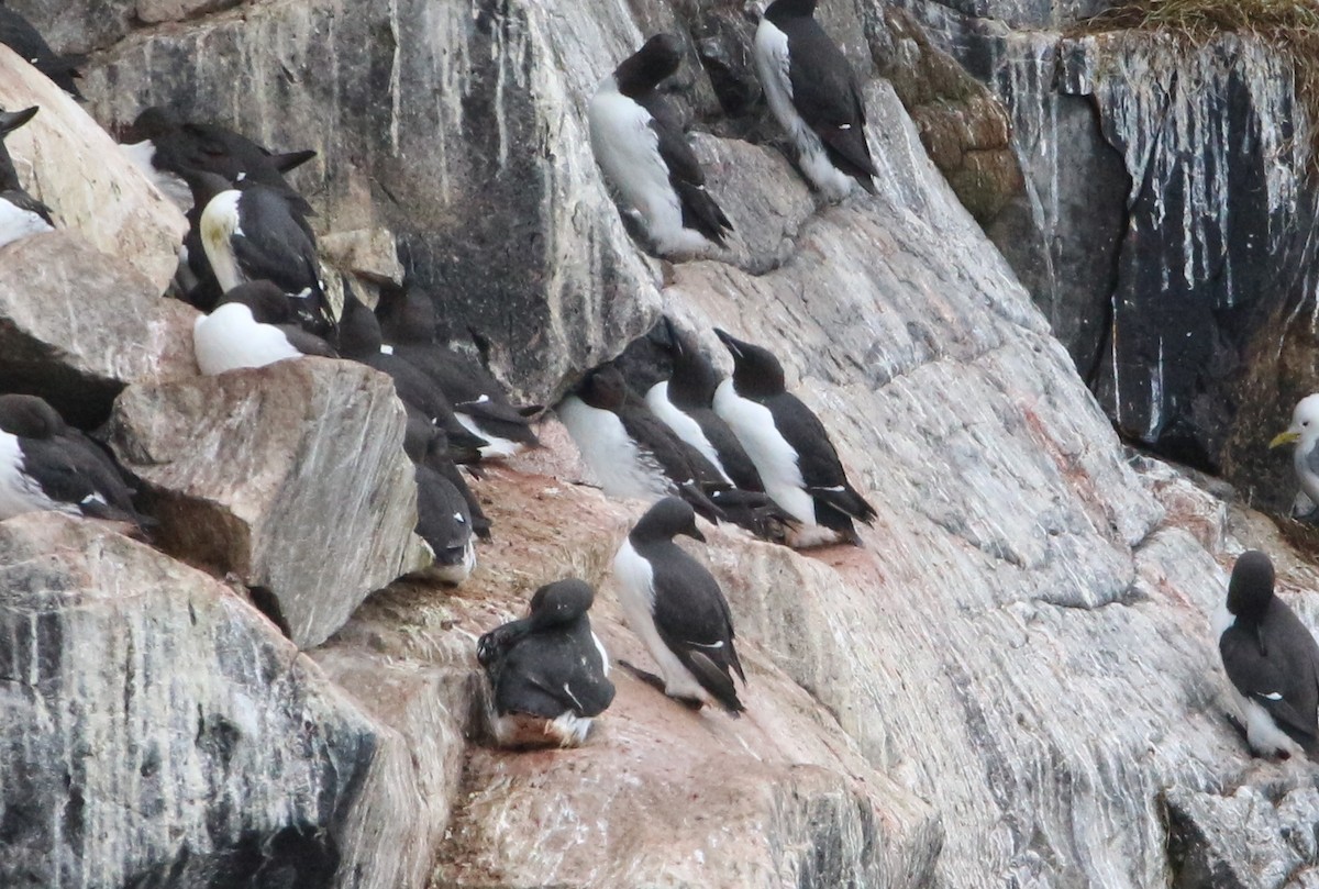 Thick-billed Murre - ML620020959