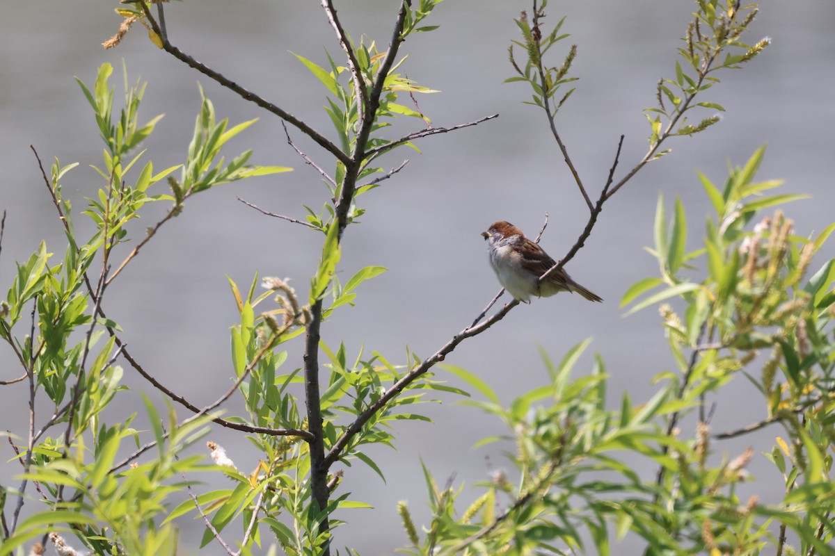 Eurasian Tree Sparrow - ML620020962