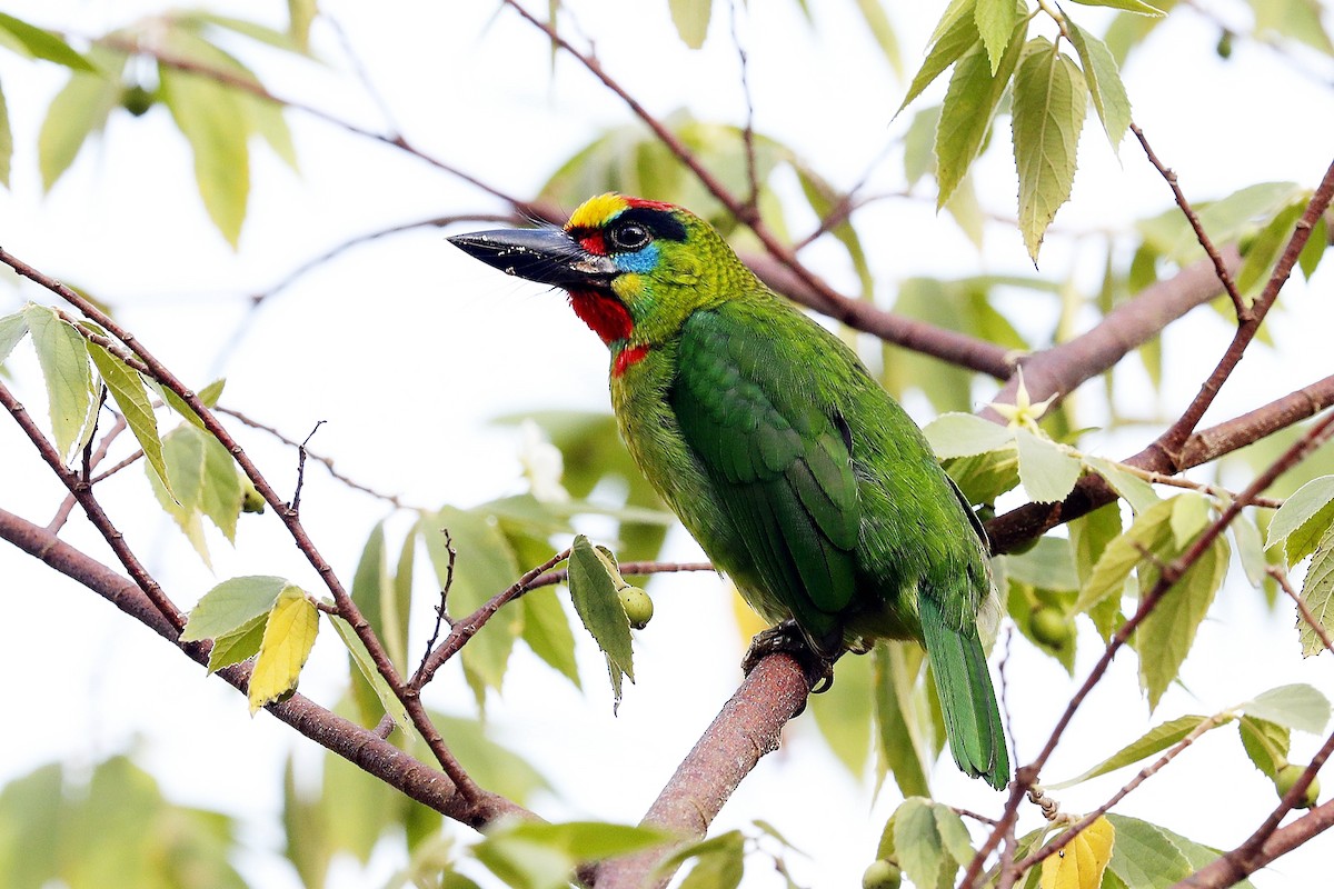 Red-throated Barbet - ML620020968