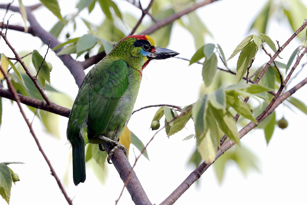Red-throated Barbet - ML620020969