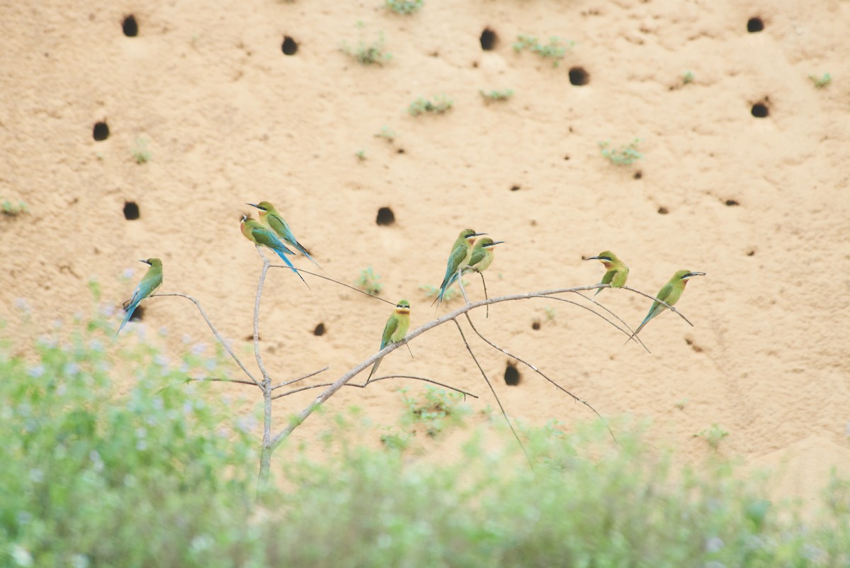 Blue-tailed Bee-eater - ML620020984
