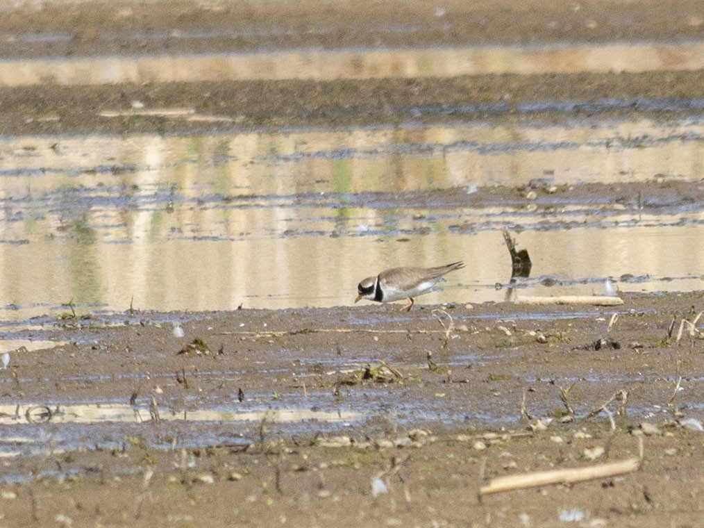 Common Ringed Plover - ML620020985
