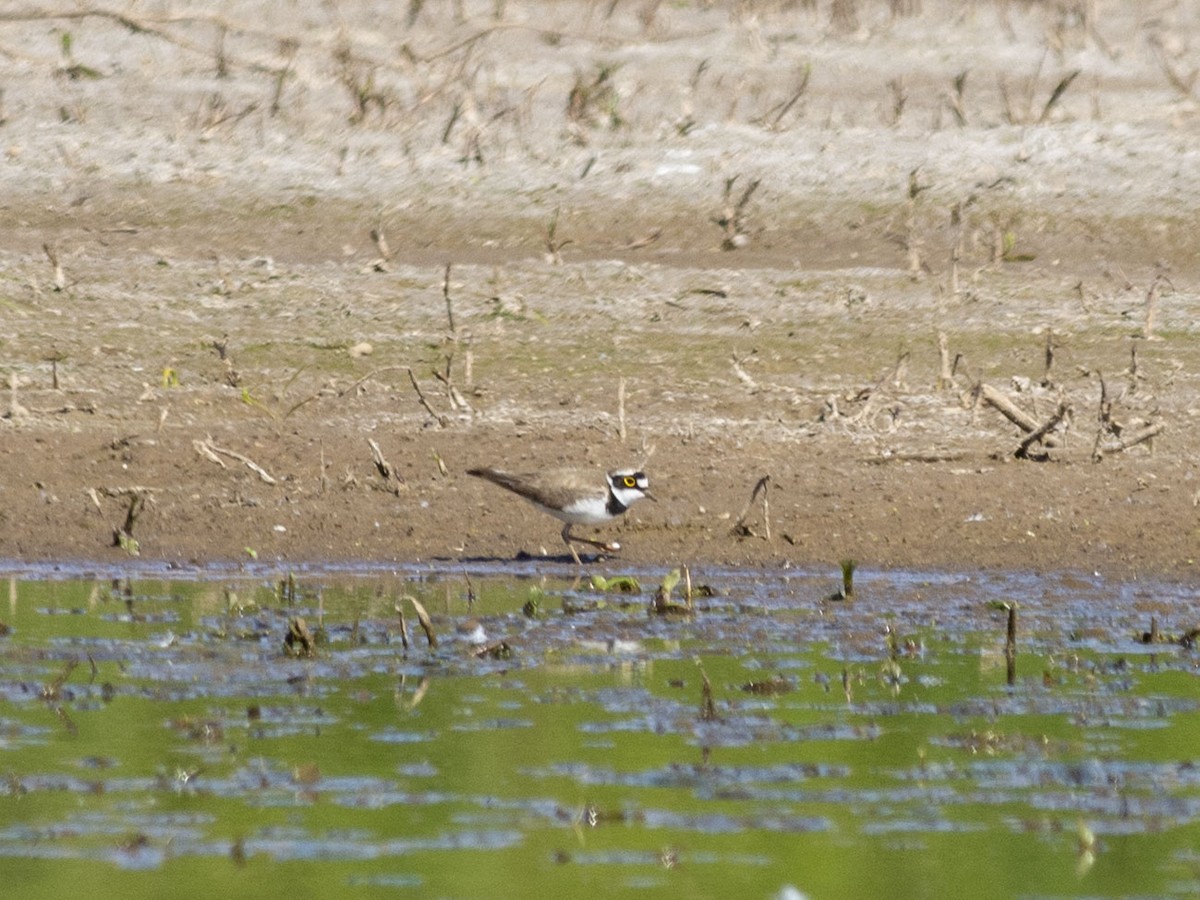 Little Ringed Plover (curonicus) - Boris Georgi