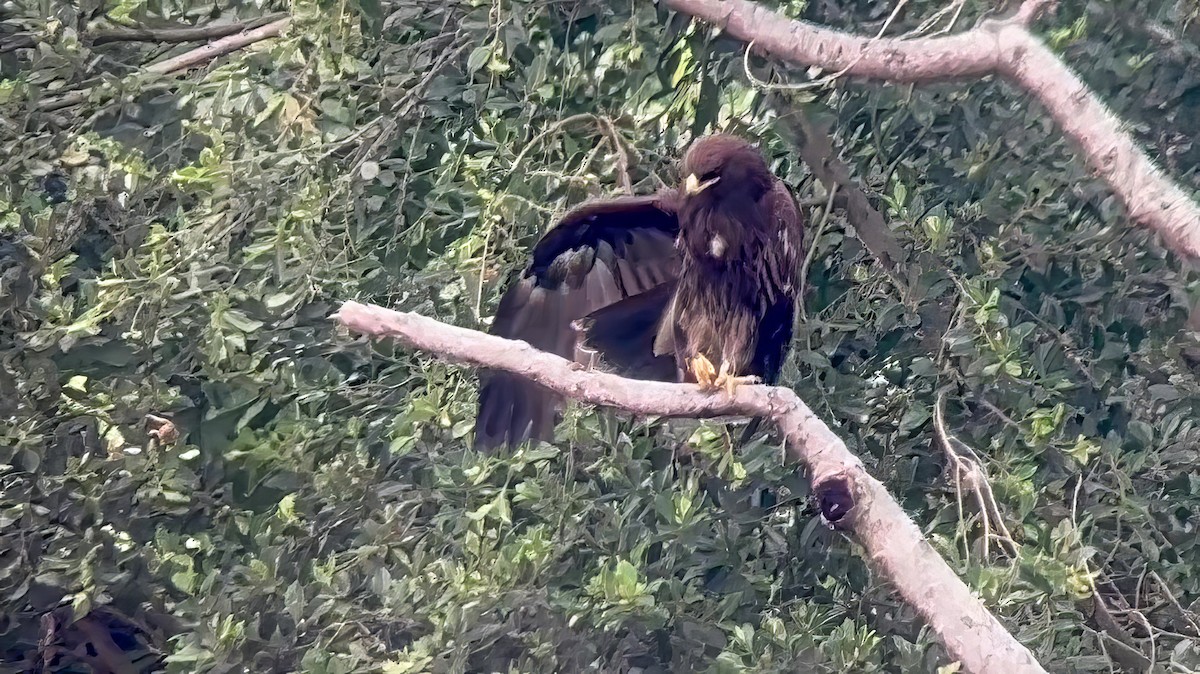 Greater Spotted Eagle - ML620021001