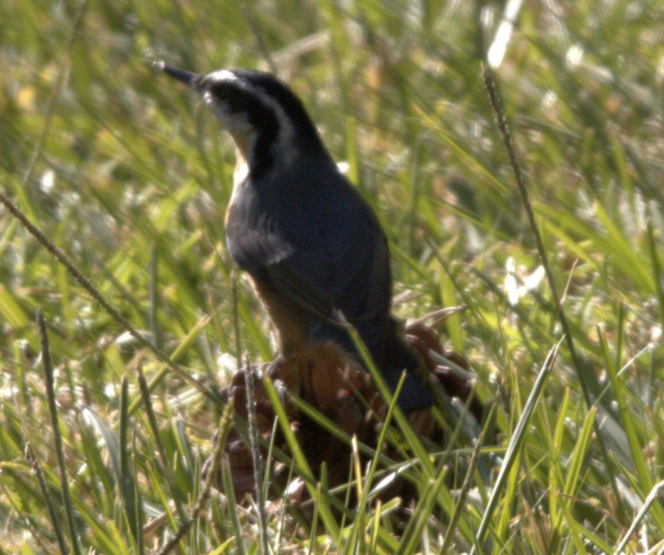 Red-breasted Nuthatch - ML620021004