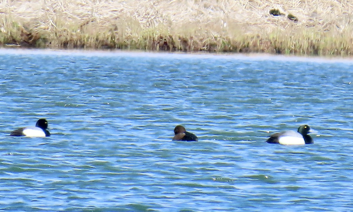 Greater Scaup - ML620021006