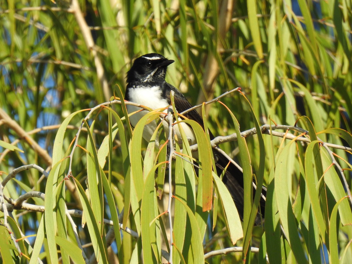 Willie-wagtail - ML620021007