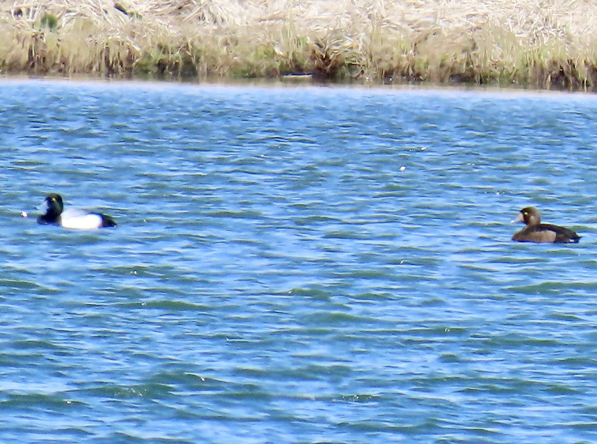 Greater Scaup - ML620021009