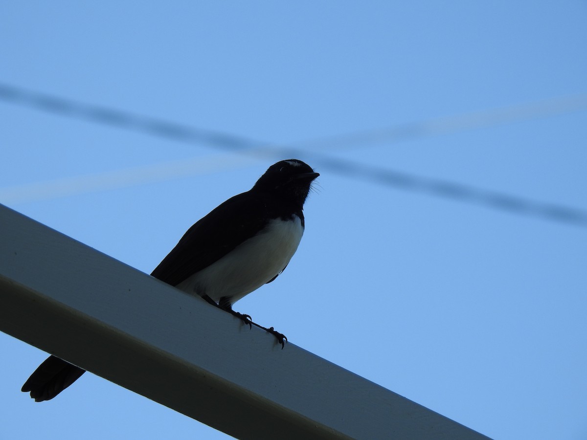 Willie-wagtail - ML620021014