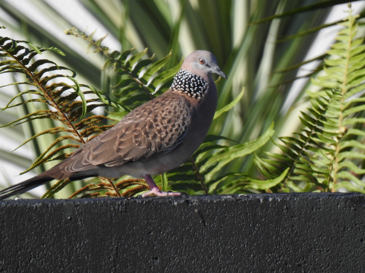Spotted Dove - ML620021017