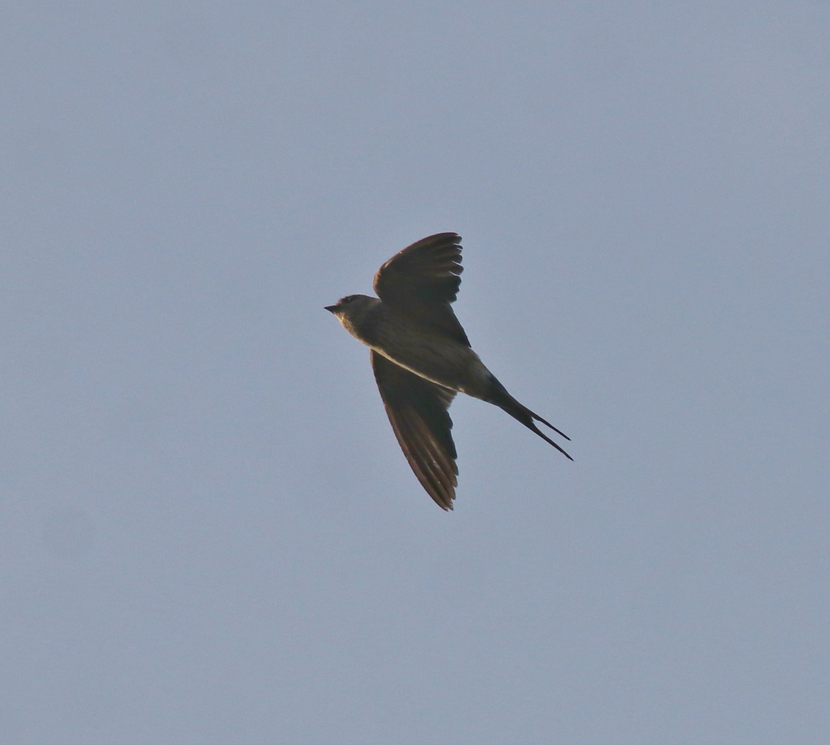 Red-rumped Swallow - ML620021019