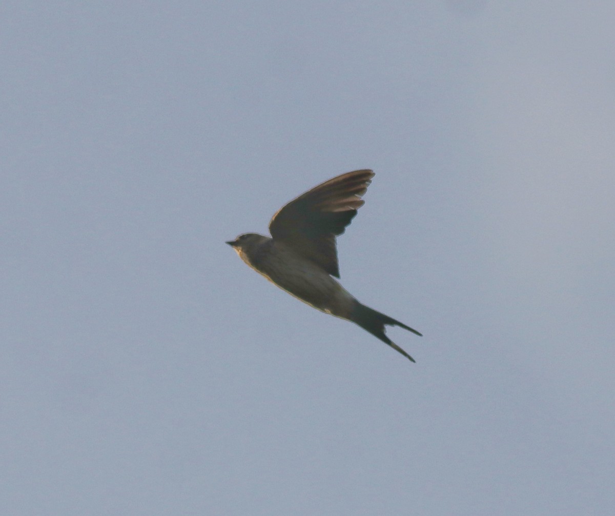 Red-rumped Swallow - ML620021020