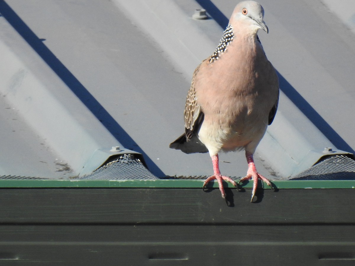 Spotted Dove - ML620021023