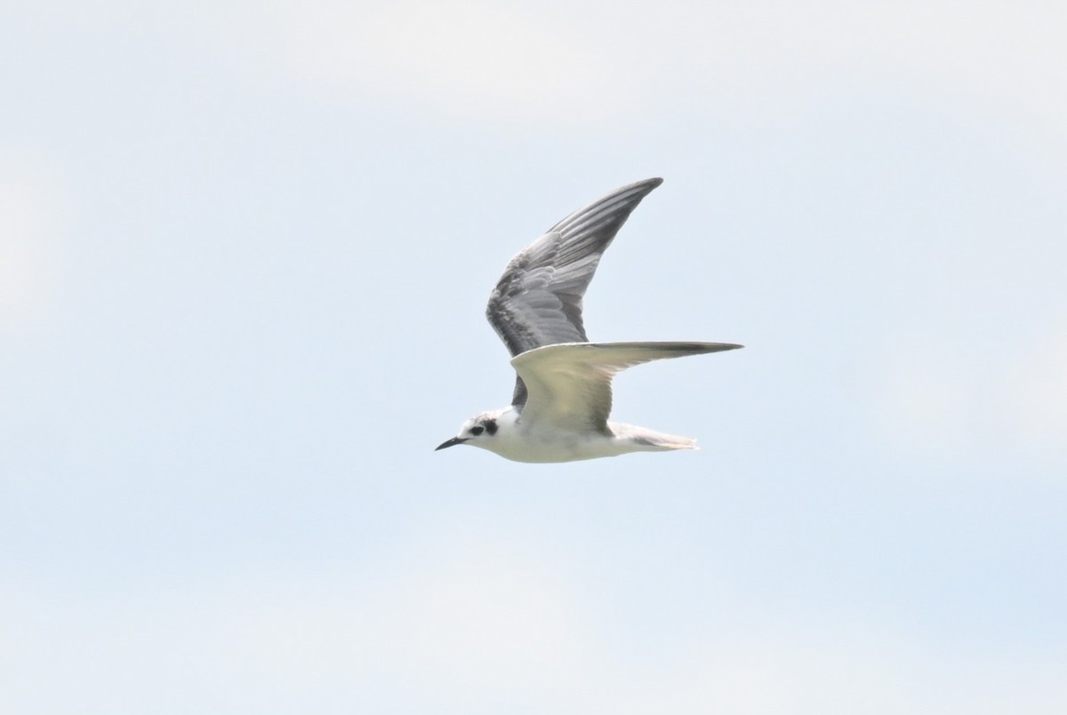 White-winged Tern - ML620021029
