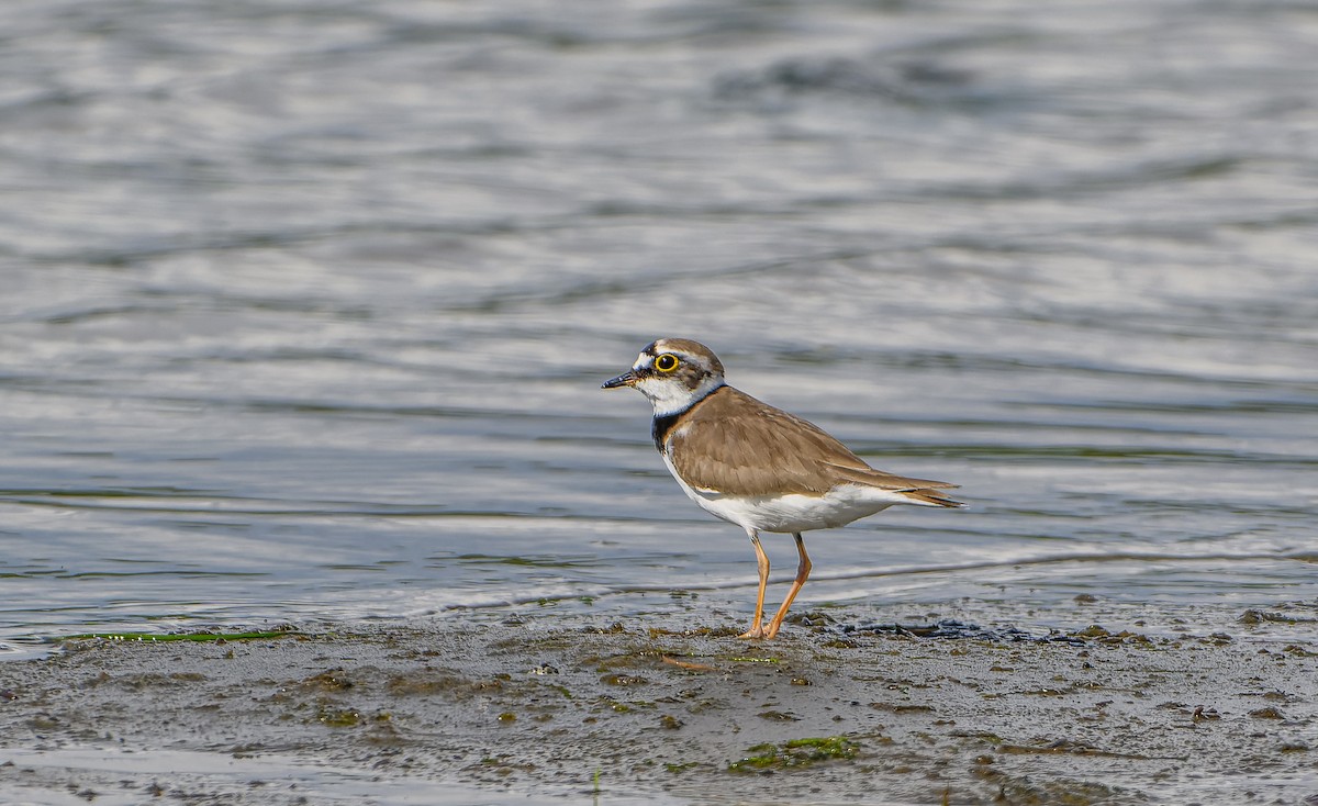 Common Ringed Plover - ML620021048