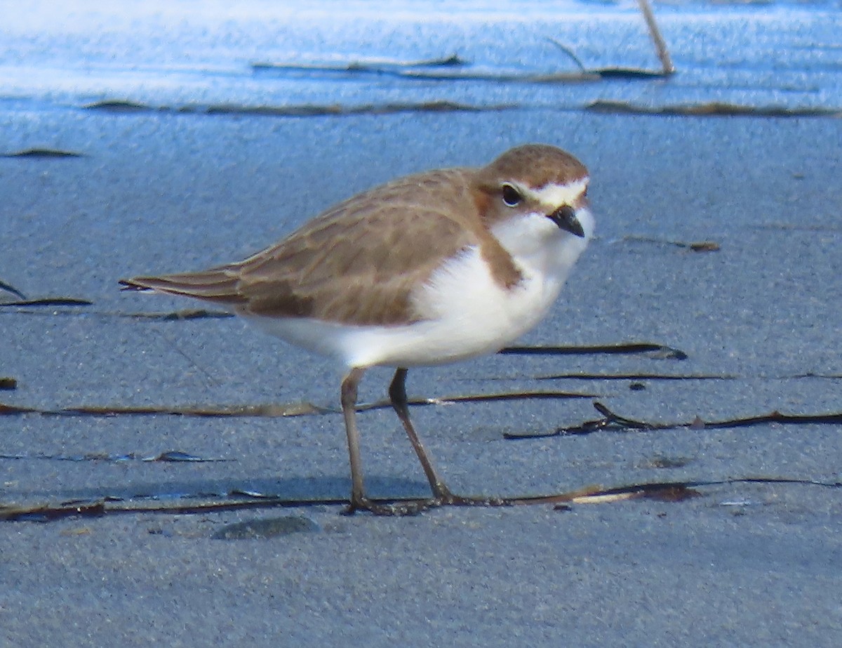 Red-capped Plover - ML620021067