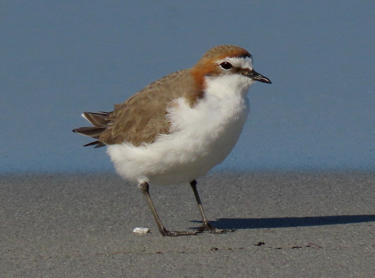 Red-capped Plover - ML620021068