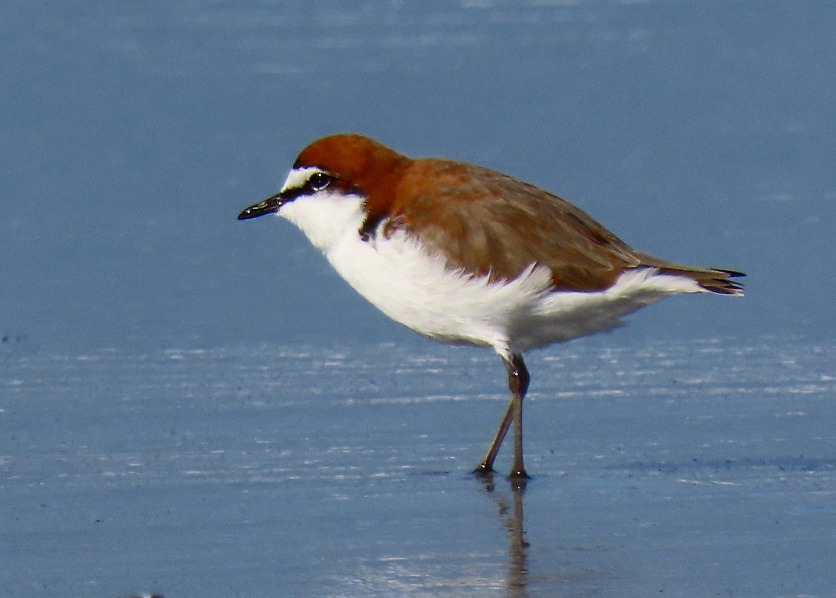 Red-capped Plover - ML620021069