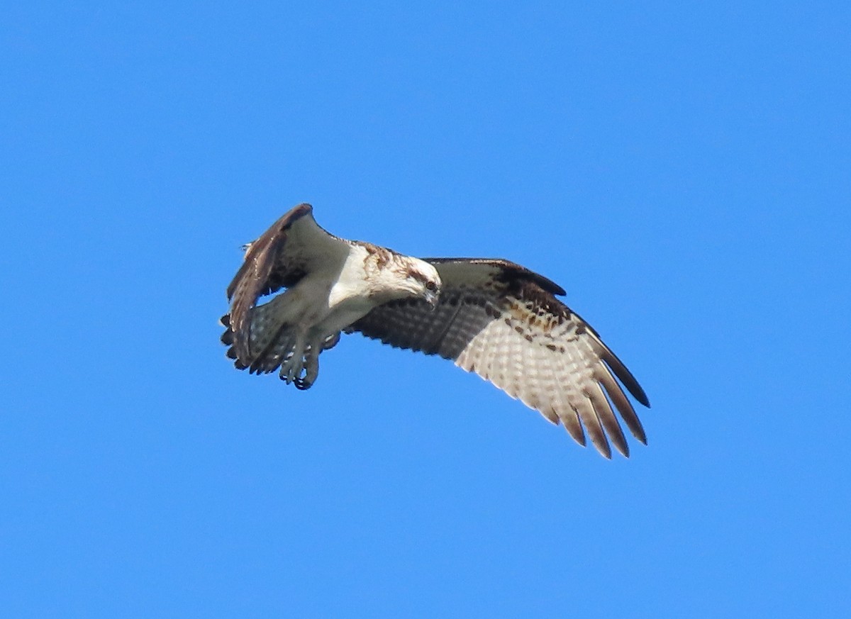 Águila Pescadora (Australia) - ML620021075