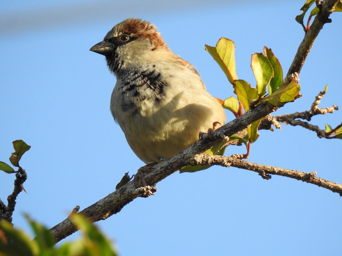 House Sparrow - ML620021083