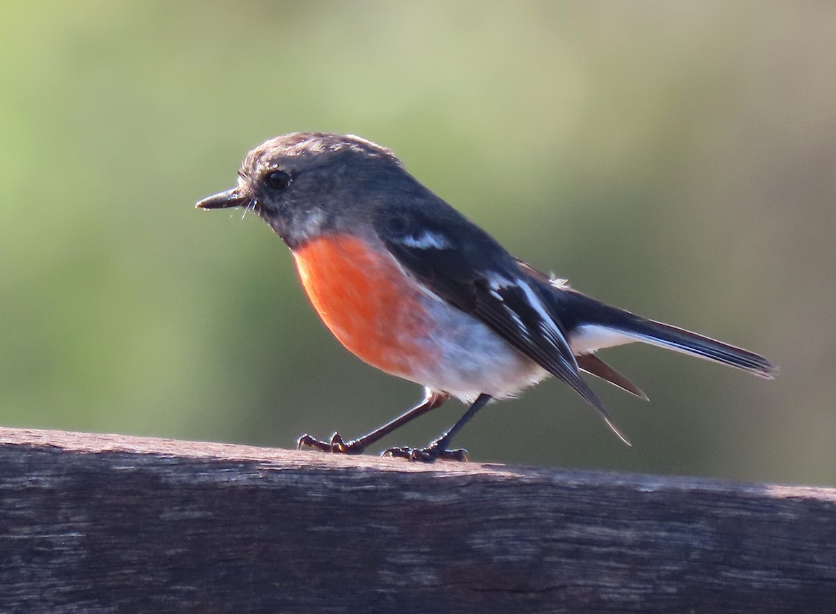Scarlet Robin (Campbell's) - ML620021086