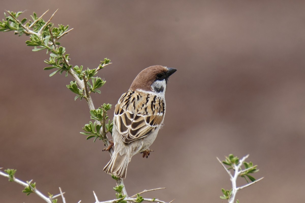 Eurasian Tree Sparrow - ML620021089