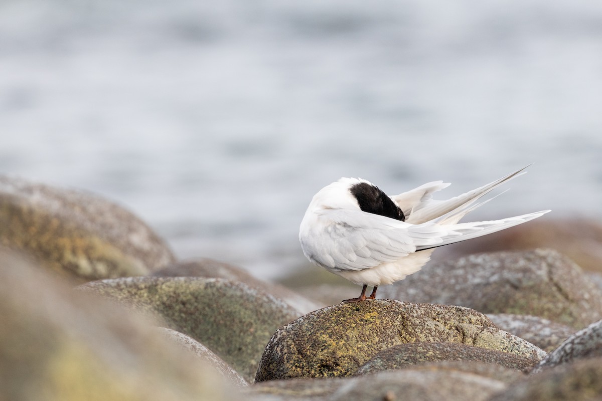 White-fronted Tern - ML620021107