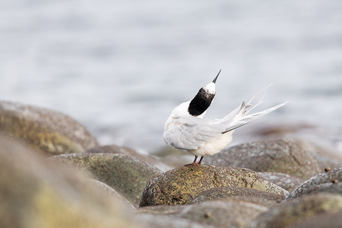 White-fronted Tern - ML620021116