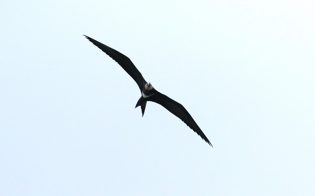 Lesser Frigatebird - ML620021137