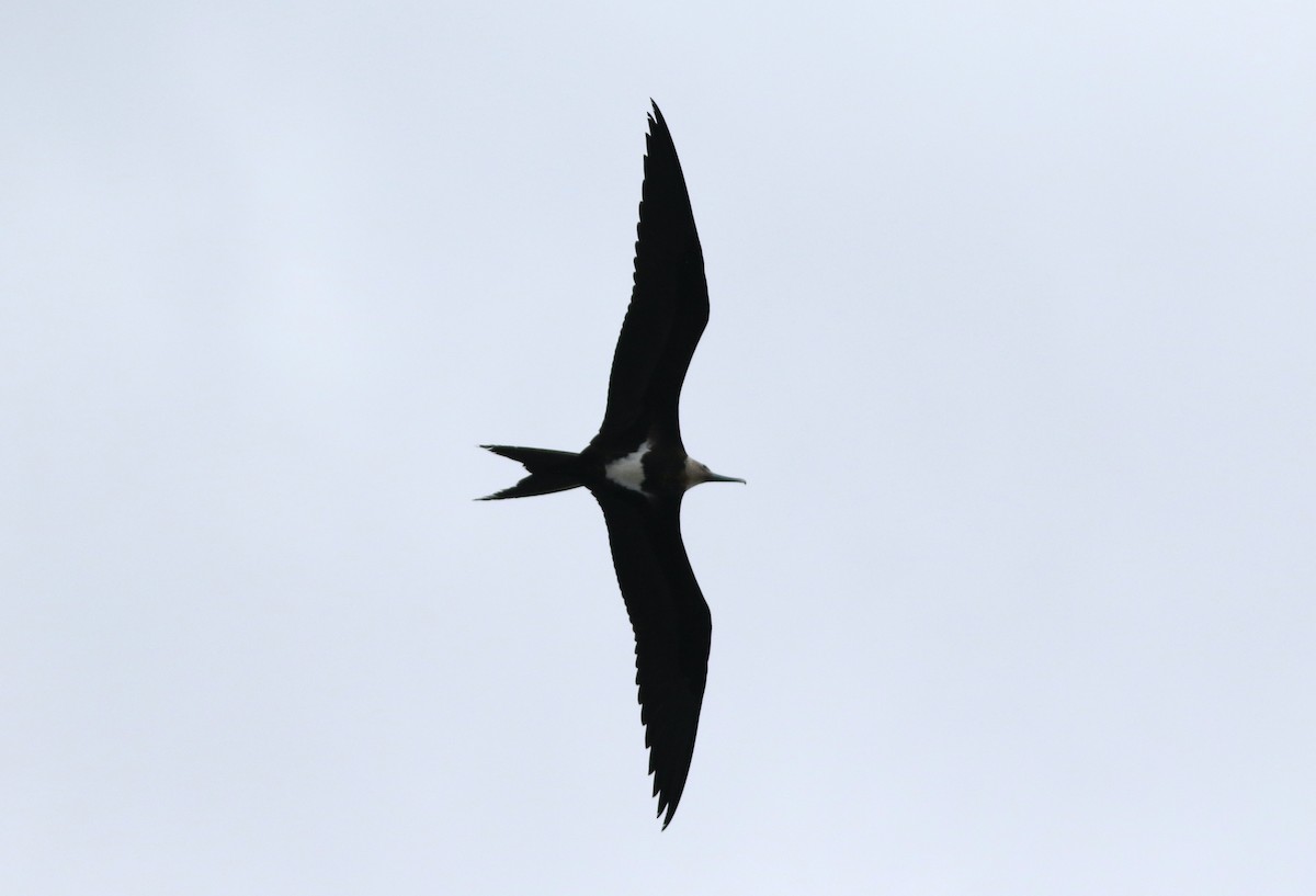Lesser Frigatebird - ML620021138
