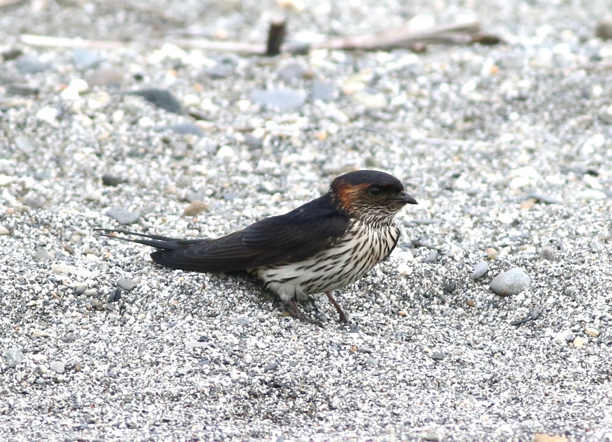 Striated Swallow - ML620021149